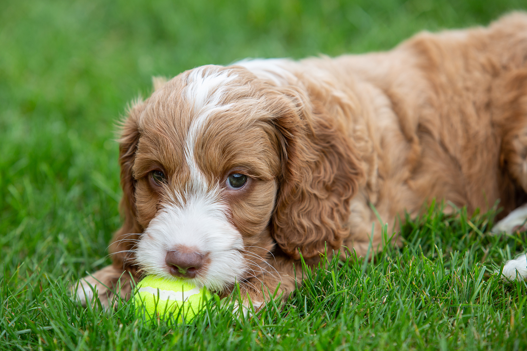 puppy and ball on grass